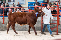 lot 12 Shawhill Songbird sold for 1900gns